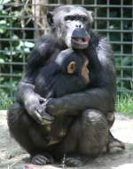 Den anderen Schimpansen misstrauend, wird der Nachwuchs bewacht.