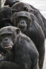 Bleib blo dort und nimm uns nichts weg! Schimpansen am 22.6.2010 im Leintalzoo bei Schwaigern.