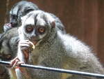 Grauhand-Nachtaffe (Aotus lemurinus griseimembra) beim fressen im Bergzoo Halle, 3.7.22