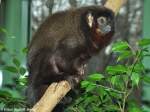 Braunbauch-Springaffe (Callicebus caligatus) im Zoo Berlin (2015).