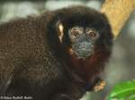 Braunbauch-Springaffe (Callicebus caligatus) im Zoo Berlin (2015).