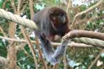 Rote Springaffen (Callicebus cupreus) am 11.3.2010 im Zoo Berlin.