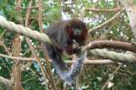 Was ist das? Ein abgeknabberter Schwanz, oder zeigt der Affe den Stinkefinger? Rote Springaffen (Callicebus cupreus) am 11.3.2010 im Zoo Berlin.