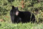 Amerikanischer Schwarzbr (Ursus americanus) am 18.9.2010 in Quebec.