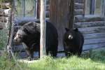 Amerikanische Schwarzbren (Ursus americanus) vor einer Blockhtter.