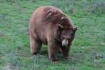 Brauner Schwarzbr (Ursus americanus) am 3.10.2010 im Marineland in Niagara Falls,ON.