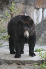 Amerikanische Schwarzbr (Ursus americanus) am 18.4.2010 im Tierpark Berlin.