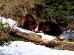 Braunbren(Ursus arctos)haben sich im Tierfreigelnde Neuschnau zum  Mittagstisch  zurckgezogen;120327