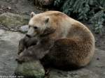 Mischling Braunbr x Eisbr (Ursus arctos x Ursus maritimus) im Zoo Osnabrck (2012).