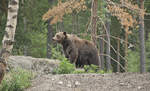 Braunbr (Ursus arctos) in Kolmrden in der schwedischen Landschaft stergtland.