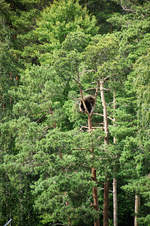 Braunbr (Ursus arctos) in Kolmrden in der schwedischen Landschaft stergtland.