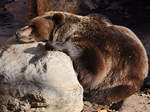 Ein mder Braunbr, fotografiert im Zoo Barcelona (Dezember 2011)