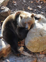 Ein müder Braunbär, fotografiert im Zoo Barcelona (Dezember 2011)