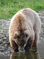 Dieser Kodiakbr nimmt einen Schluck Wasser zu sich.