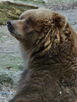 Ein Kodiakbr im Zoo Wuppertal.