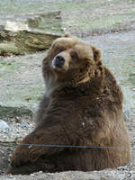 Ein Kodiakbär im Zoo Wuppertal.