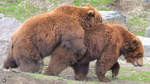 Balgereinen bei den Kamschatka-Bären.