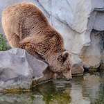 Dieser Kodiakbär auf der Suche nach Wasser.