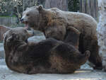 Mitte Dezember 2010 waren diese kämpfende Braunbären im Zoo Madrid zu sehen.