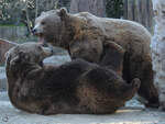 Mitte Dezember 2010 waren diese kmpfende Braunbren im Zoo Madrid zu sehen.