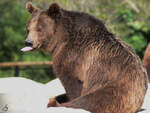 Mitte Dezember 2010 war im Zoo Madrid dieser Braunbär zu sehen.