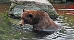 Grizzlybr khlt sich im Wasser ab - 03.08.2010