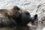 Grizzlybr (Ursus arctos horribilis) beim Baden.