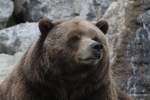 Grizzlybr (Ursus arctos horribilis) am 18.9.2010 im Zoo Sauvage de Saint-Flicien,QC.