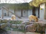 Zwei Braunbären in Heidelberger Zoo am 22.01.11