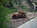 Das Berner Wappentier, der Baer ind neuen Baerenpark and der Aare in Bern.