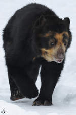 Ein Brillenbr im Schnee (Zoo Dortmund, Februar 2010)