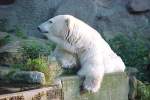 1981 gab es noch Eisbren im Zoo in Osnabrck.