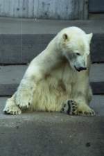 Eisbr im Allwetterzoo (MNSTER/Deutschland, Februar 1985) -- Foto eingescannt