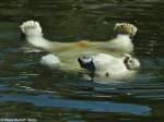 Eisbr (Ursus maritimus) im Tierpark Berlin