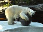 Eisbr (Ursus maritimus) im Tierpark Berlin