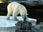 Eisbr (Ursus maritimus) im Tierpark Berlin