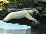 Eisbr (Ursus maritimus) im Tierpark Berlin