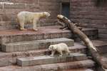 Eisbr Fiete mit Mama im Rostocker Zoo(31.05.2015)