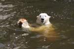 Iss was!?    Eisbr im Rostocker Zoo am 17.06.2014