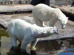 Eisbren im Rostocker Zoo am 02.06.2016