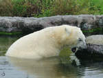 Ein mder Eisbr im Zoom Gelsenkirchen (September 2009)