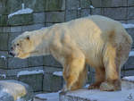 Ein Eisbär im Zoo Wuppertal.