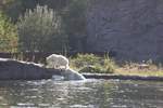 Eisbrin mit Jungem am 2.9.2018 in der Zoom Erlebniswelt in Gelsenkirchen im Teil Alaska.