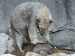 Ein junger Eisbr im Zoo Aalborg.