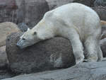 Ein total relaxter Eisbr im Zoo Aalborg.