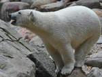 Ein junger Eisbär im Zoo Aalborg.