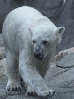 Ein sabbernder Eisbr im Zoo Aalborg.