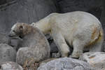 Schmutziger Eisbärennachwuchs mit Mama im Zoo Aalborg.