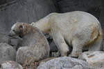 Schmutziger Eisbrennachwuchs mit Mama im Zoo Aalborg.