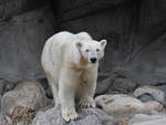 Eine Eisbrin im Zoo Aalborg.